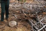 The forest service provided the clubs with detailed permits outlining what volunteers could do. Nothing in their permits allowed volunteers to use heavy equipment to knock down trees, move rocks and soil, or widen roads.