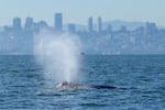 Gray whales are showing up in San Francisco Bay, a detour on their long migrations from Mexico to Alaska. They seem to be searching for food, as changing ocean conditions reduce availability of their normal prey in the Arctic.