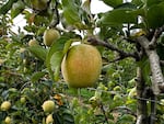 A Mountain Rose apple growing at the Kiyokawa Family Orchards in Parkdale, Ore. October 9, 2024. The green freckled skin holds a surprise of a deep red interior.