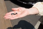 Marla Stevens, a downtown business owner, holds pieces of ash she says are from the Akawa Butte Fire raging outside Sisters, Ore., on July 23, 2026.