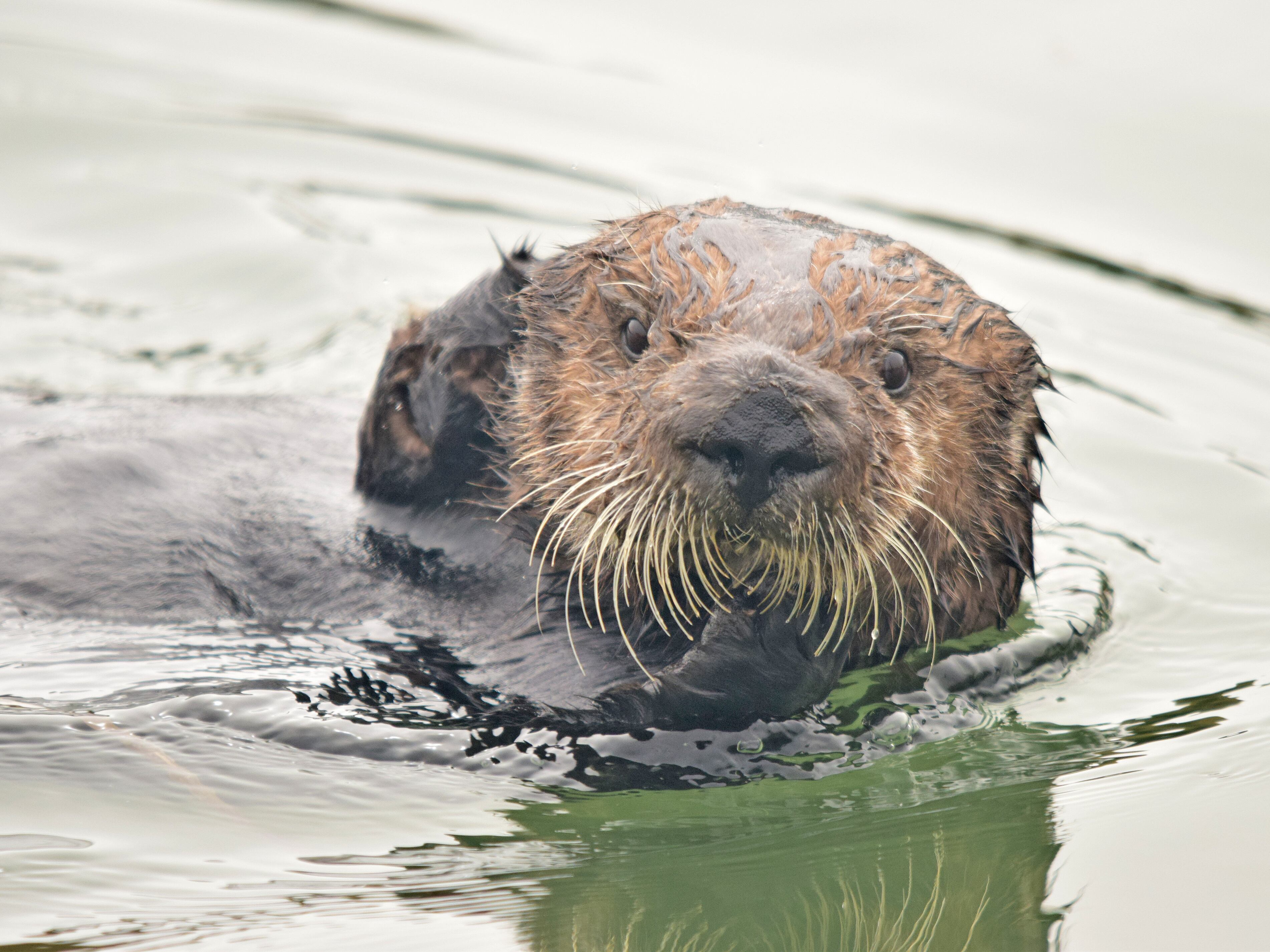 Community Plus - Oregon Today News - California Sea Otters Nearly Went ...