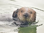 A sea otter in the estuarine water of Elkhorn Slough, Monterey Bay, Calif.