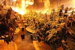 An indoor medical marijuana growing facility in Oakland, California. 