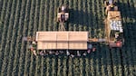 In this file photo, an aerial view shows farm workers harvesting broccoli near the U.S.-Mexico border on March 9, 2024, in Yuma, Ariz.