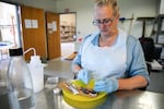 Cheryl Morgan, the principal investigator for OSU on the fish necropsy, looks for the tag in the head of a juvenile coho salmon in Newport, July 29, 2026.