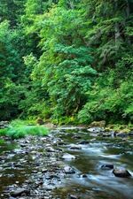 The West Fork Milicoma River is part of the tract of land within the Elliott State Forest that was sold to a private timber company in 2014.