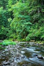 The West Fork Milicoma River is part of the tract of land within the Elliott State Forest that was sold to a private timber company in 2014.