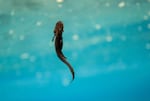 The Crater Lake newt, also known as the Mazama newt.