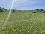 A field of Bradshaw's lomatium during a plant survey on April 22, 2024.