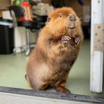 Nibi, shown above, was found on the side of a road when she was just a baby. Efforts to familiarize her with other beavers were not successful and she preferred to be near humans, according to Newhouse Wildlife Rescue.