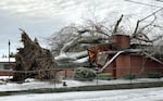 A large tree down near the intersection of Southeast Division Street and Southeast 68th Avenue in Portland, Jan. 19, 2024. 