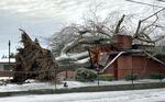 A large tree down near the intersection of Southeast Division Street and Southeast 68th Avenue in Portland, Jan. 19, 2024.