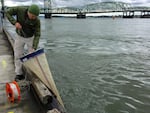 Eric Dexter collects microscopic plankton samples from the Columbia River using a very fine filter.