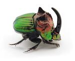 Rainbow Dung Beetle - United States