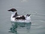 The controversy over the sales of forestlands to private timber companies centers on the marbled murrelet.