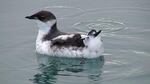 The controversy over the sales of forestlands to private timber companies centers on the marbled murrelet.
