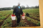 Roman Zaragoza-Sanchez cosecha fresas en una foto del álbum familia.