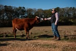 Andy Berry approaches one of his cows at his farm in New Hebron, Miss., on Dec. 16, 2022.