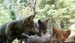 A pack of wolf pups from the Lassen pack in 2017.