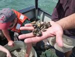 Quagga mussels found during a Great Lakes education workshop.