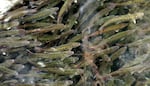FILE - A file photo of juvenile coho salmon swim in a holding pond at an Oregon hatchery. The Bonneville Power Administration plans to cut $2.4 million in annual support for a salmon hatchery program on the Lower Columbia River.