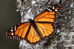 FILE - In this Dec. 9, 2011 file photo a Monarch butterfly sits on a tree trunk at the Sierra Chincua Sanctuary in the mountains of Mexico's Michoacan state. A new study of the Monarch butterflies' winter nesting grounds in central Mexico shows that small-scale logging is more extensive than previously thought, and may be contributing to the threats facing the Monarch's singular migration pattern, according to a new study co-authored by Omar Vidal, the head of Mexico's chapter of the World Wildlife Fund. (AP Photo/Marco Ugarte, File)