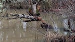 This March 13, 2026 photo show one of many trees in the pond along Mulkey Creek that have been gnawed by beavers. The animals eat the cambium, a layer of soft inner bark.