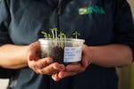 Ana Sandoval, a dedicated researcher at Initihuasi Seed Bank, nurturing the future with a pot of shooting seeds—preserving biodiversity one sprout at a time.