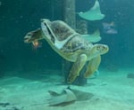 Charlotte, a male green sea turtle, wears a 3D-printed harness to help him overcome "bubble butt syndrome" — a condition caused by a boat strike. Charlotte lives at the Mystic Aquarium in Connecticut.