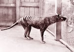 Now extinct, a Tasmanian tiger (thylacine) is seen in the Hobart Zoo in Tasmania in 1933.