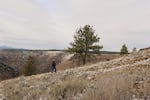 Wallowa County rancher Todd Nash and a cattle dog hike up a slope in Eastern Oregon. Many ranchers say the presences of wolves makes it more difficult to use herding dogs. Some research indicates guarding dogs could deter wolves from attacking livestock.