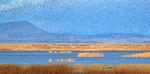 Ducks in flight in an undated photo at one of the Klamath National Wildlife Refuges.