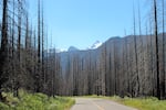 Burned trees surround a portion of Forest Service Road 46 at the boundary of Willamette and Mount Hood national forests. The road is open to non-motorized traffic after years of closure from wildfire damage.