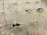 Seedlings break through crusty soil in a lab similar to that on the open desert range.