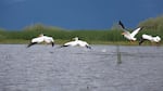 American white pelicans normally spend the summer months on freshwater lakes and rivers farther south and east, like here at Oregon's Lake Klamath.