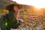 Photographer Krystle Hickman photographs wild bees as desert sunflowers blanket the valley floor at Anza-Borrego Desert State Park in San Diego County, Calif., on Saturday, Feb. 7, 2026.