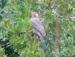 FILE: A Northern Flicker in an unspecified location.
