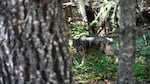 A juvenile wolf in a heavily forested area.