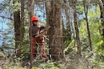 To create a shaded fuel break, hand crews chop off tree limbs at least 10 feet high. That will reduce the amount of fuel for fires to burn through.