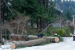 Downed trees and power lines, along Southwest Taylor Street near 90th Avenue in Portland, as seen on Sunday, Jan. 15, 2024. The Portland metro area is facing difficult conditions including downed trees and power lines and icy roads. 
