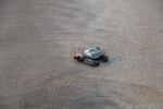 An olive ridley sea turtle hatchling lurches along the sand to the sea in Velas, India.
