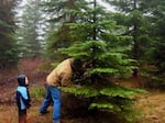 FILE - Oregon’s national forests are once again offering permits to cut down holiday trees.