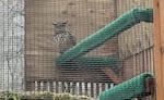 An Eurasian Eagle-Owl rests in his caged habitat at a bird recovery and education center.