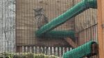 An Eurasian Eagle-Owl rests in his caged habitat at a bird recovery and education center.