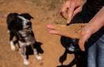 Bailey shows the consistency of the soil at her vineyard in Underwood, Wash., on July 14, 2026.