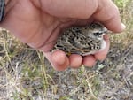 Biologists attach a tiny transmitter to a baby lark to see where it goes in the first weeks of life.