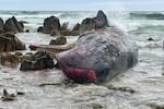 One of 14 dead sperm whales lies washed up on a beach at King Island, north of Tasmania, Australia, on Tuesday.