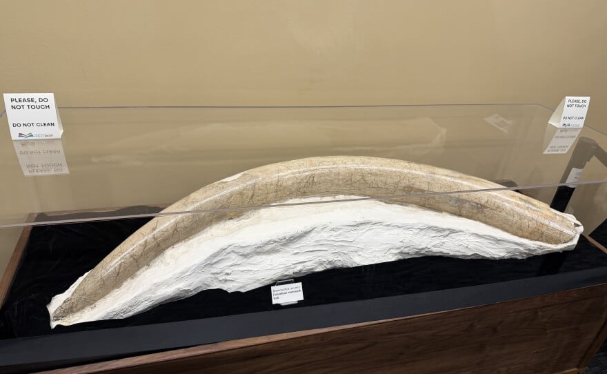 The Columbian Mammoth tusk sits in a display case from the Highland Woodshop at the Corvallis-Benton County Public Library on Aug. 7, 2026.