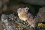 A pika pokes its head out of a boulder field at Little Beacon Rock, WA, April 26, 2026