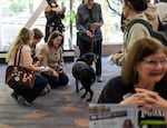Students interact with service dogs near the voter registration tables at Portland State University on Oct. 6, 2026.